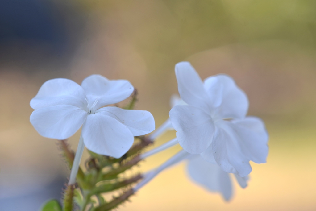 White Cape Leadwort 2-24-23