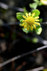 Sunshine 6-26-25