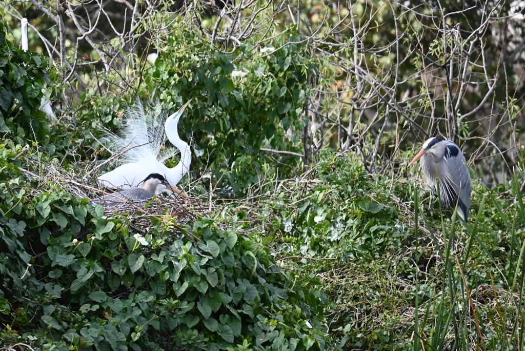 Herons and Egrets 1-30-26