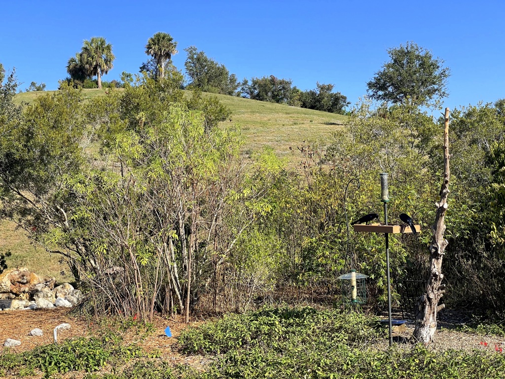 山のふもとのバードフィーダー 11-18-25