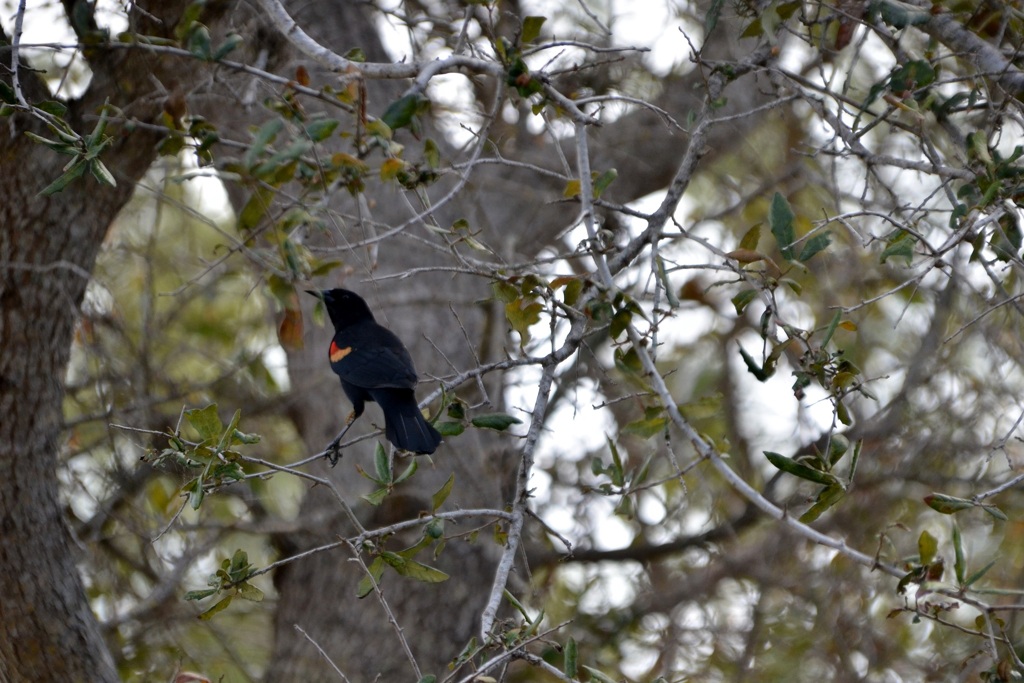 Red-Winged Blackbird I 3-5-24