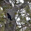 Red-Winged Blackbird I 3-5-24