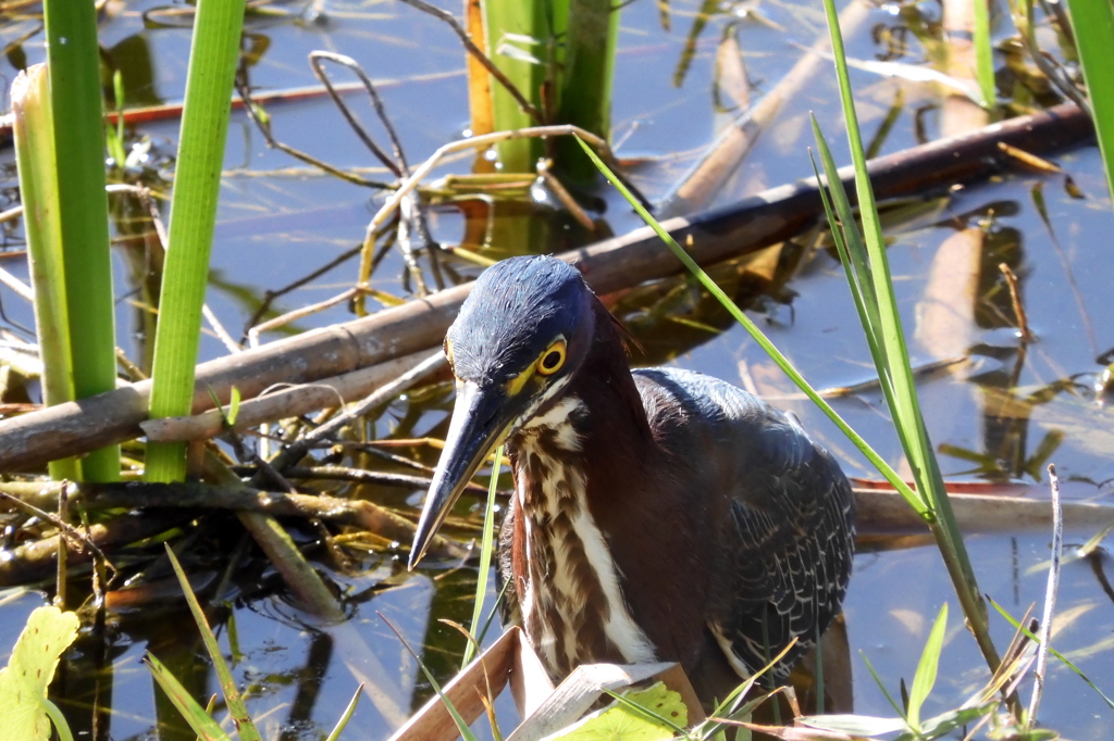 Green Heron III 2-9-23