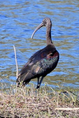 Glossy Ibis  10-15-25