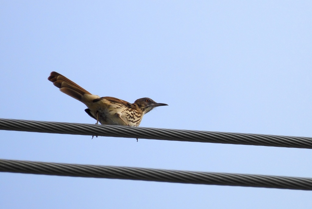 Brown Thrasher III 10-14-23