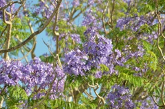 Jacaranda II 5-1-24
