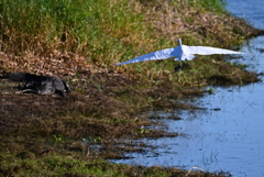 Alligator Waiting  10-15-25