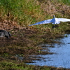 Alligator Waiting  10-15-25