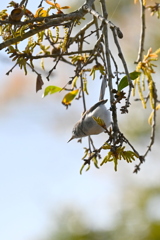 ブユムシクイ 6 2-26-26