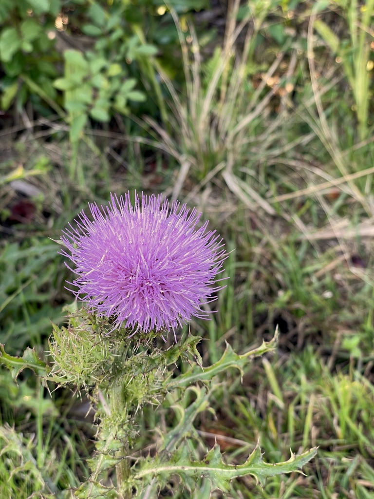 Cirsium horridulum III 2-21-24