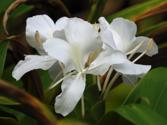 Hedychium coronarium　7-25-23