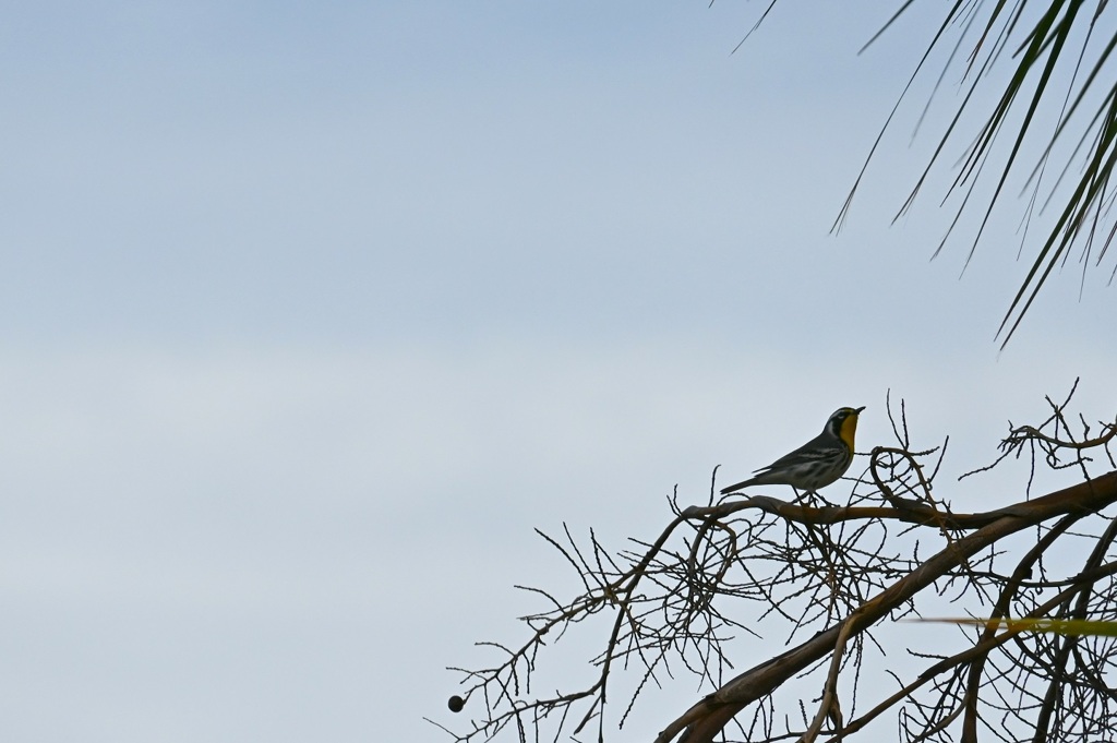 Yellow-throated Warbler III 10-27-24
