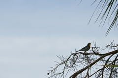 Yellow-throated Warbler III 10-27-24