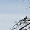 Yellow-throated Warbler III 10-27-24