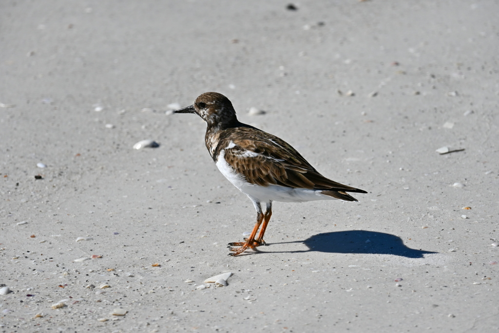 Ruddy Turnstone on the Shore II 11-26-24