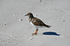Ruddy Turnstone on the Shore II 11-26-24