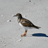 Ruddy Turnstone on the Shore II 11-26-24