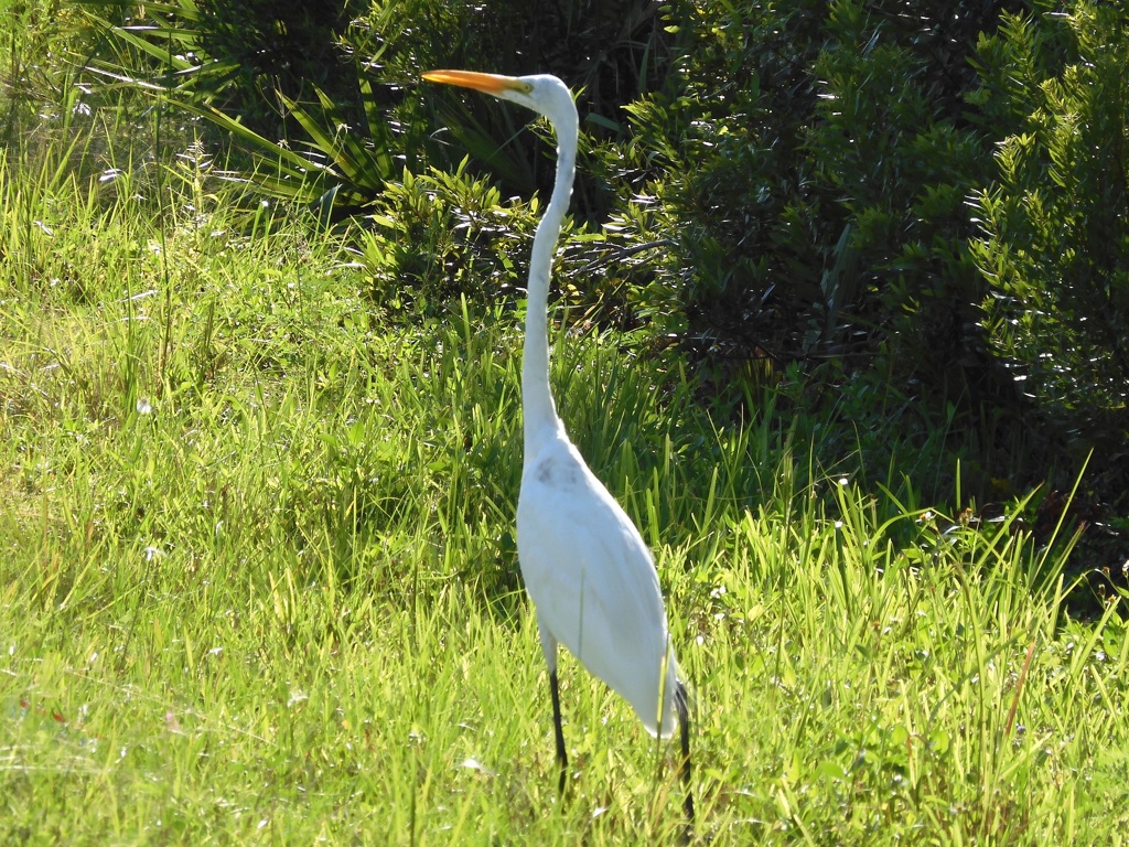 Great Egret 9-2-23