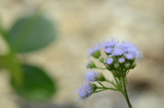 Billygoat Weed? 2-2-25