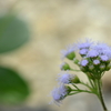 Billygoat Weed? 2-2-25