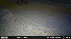 ちびオポッサム　12-16-25