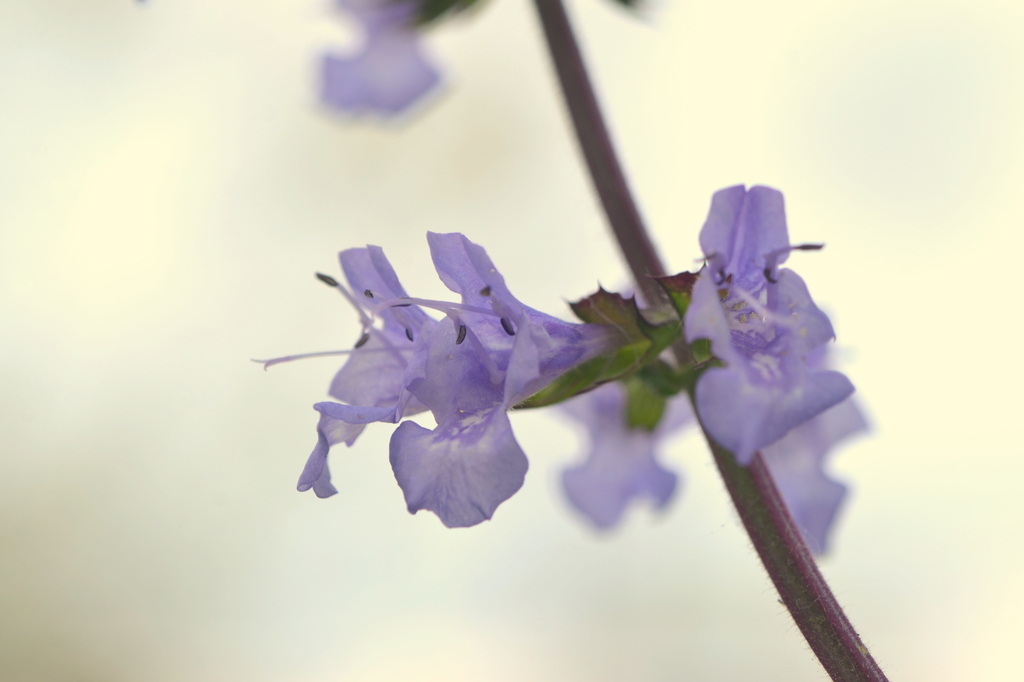 Lyre-Leaf Sage IV 3-5-24