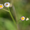 Erigeron quercifolius 5-4-23