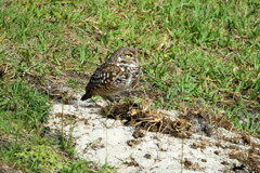 Burrowing Owl at the Library 4-10-26