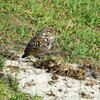 Burrowing Owl at the Library 4-10-26