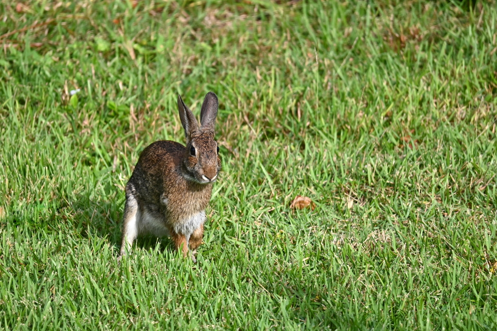 Eastern Cottontail 10-27-24