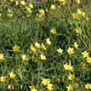 Jamaican Feverplants 8-6-23