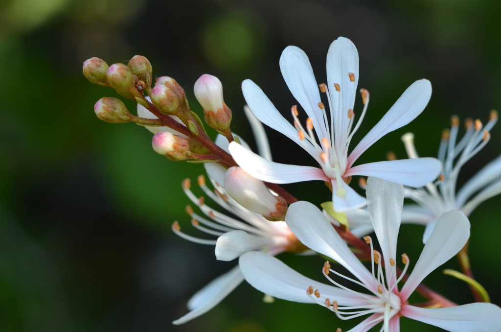 Tarflower I 5-10-23