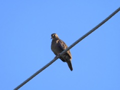 Common Ground Dove 8-13-23