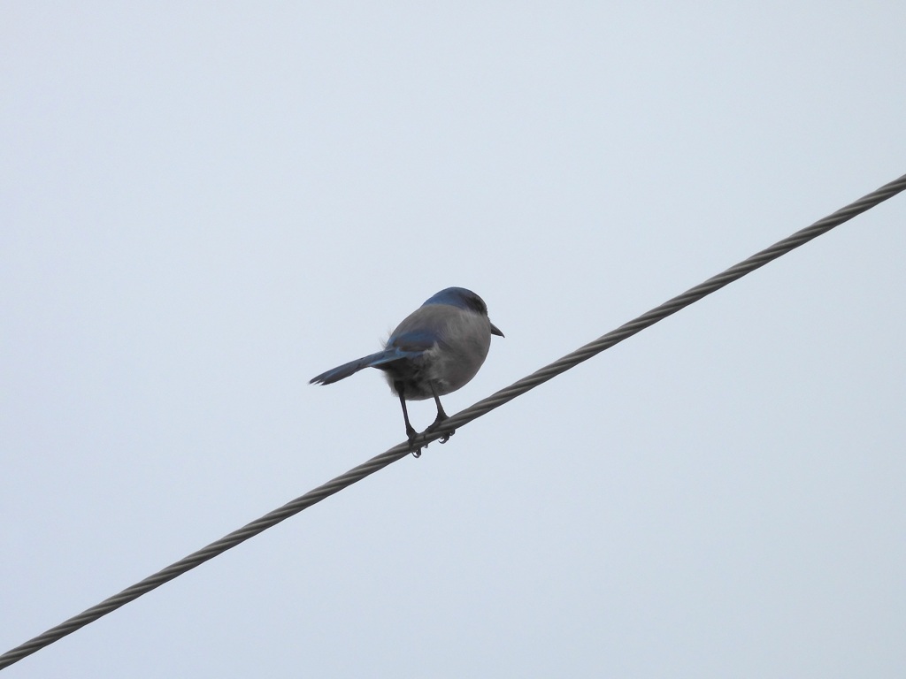 Florida Scrub Jay III 10-14-23