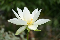 White Lotus in Florida Garden I 7-17-25
