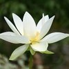 White Lotus in Florida Garden I 7-17-25