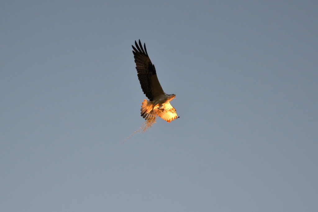 Osprey 1-1-23