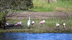 見張り役かい　　10-15-25