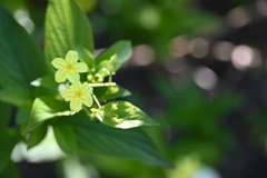 Pseudomussaenda flava I 7-17-25