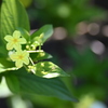 Pseudomussaenda flava I 7-17-25