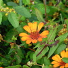 Zinnias 10-22-23
