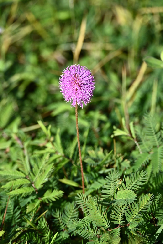 Mimosa strigillosa  10-8-25
