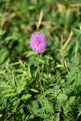 Mimosa strigillosa  10-8-25