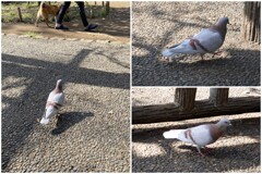 有栖川公園のカワラバト　2024-4-14