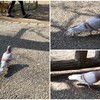 有栖川公園のカワラバト　2024-4-14