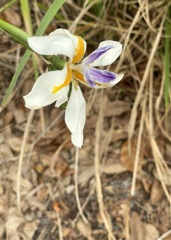 Butterfly Iris 7-25-23