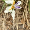 Butterfly Iris 7-25-23