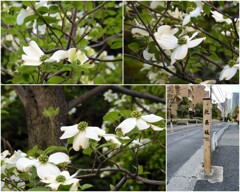 北条坂の花水木　2024-4-14