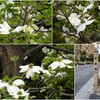 北条坂の花水木　2024-4-14