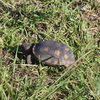 Gopherus polyphemus　7-4-23